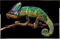 Close-up of Denkyem handcrafted chameleon wall art made with Swarovski crystals, shells and stone