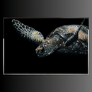 Gaia limited edition Swarovski crystal sea turtle wall art with shimmering crystals on black background