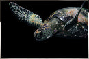 Close-up of Gaia Swarovski crystal sea turtle wall art showing detailed crystal shell and luminous reflections