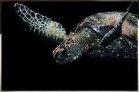 Close-up of Gaia Swarovski crystal sea turtle wall art showing detailed crystal shell and luminous reflections
