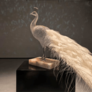 Limited-edition Swarovski crystal peacock sculpture with flowing tail on marble base, side profile view.