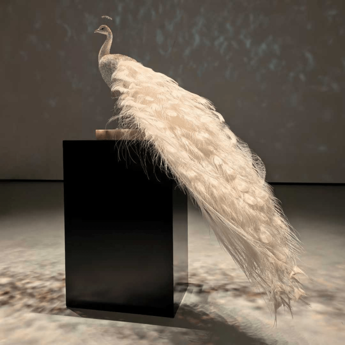 Rear view of Swarovski crystal peacock sculpture highlighting long cascading feathered tail detail.