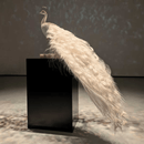 Rear view of Swarovski crystal peacock sculpture highlighting long cascading feathered tail detail.